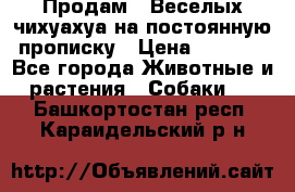 Продам.  Веселых чихуахуа на постоянную прописку › Цена ­ 8 000 - Все города Животные и растения » Собаки   . Башкортостан респ.,Караидельский р-н